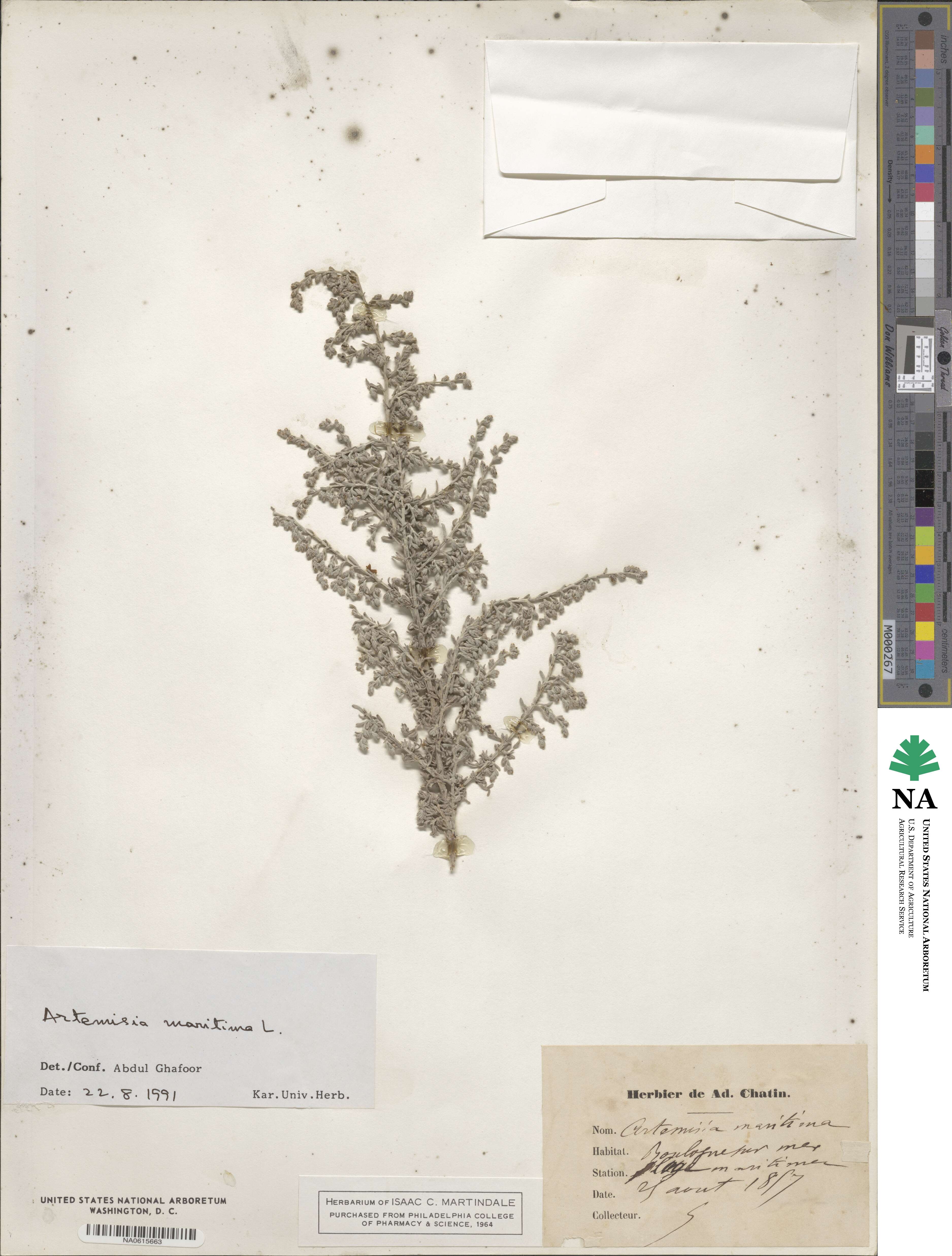 Artemisia maritima image