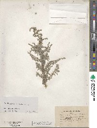 Artemisia maritima image