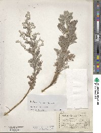 Artemisia maritima image