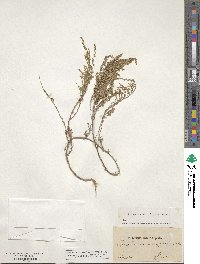 Artemisia monophylla image