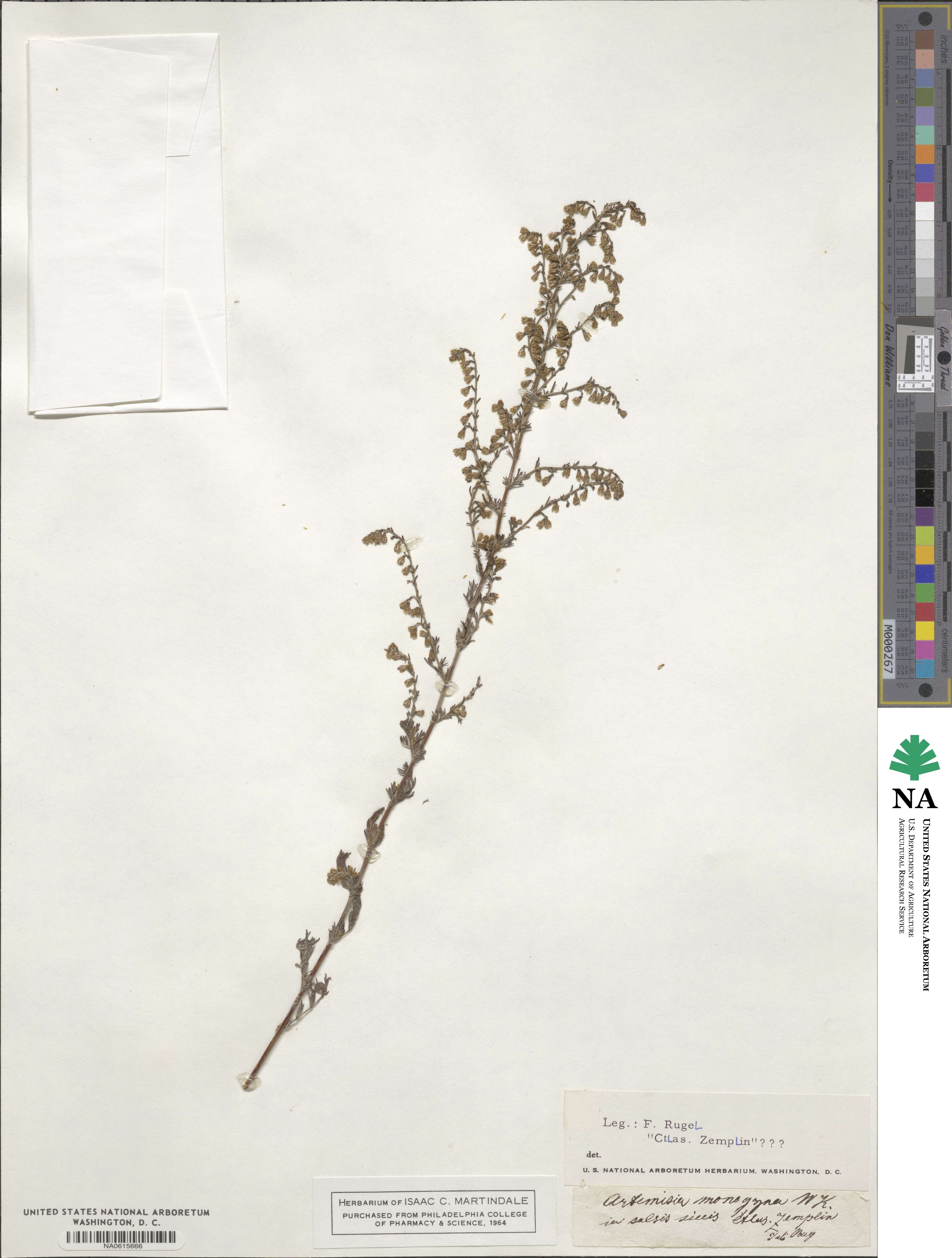 Artemisia monophylla image