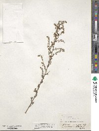 Artemisia monophylla image