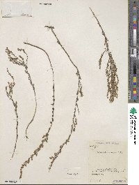 Artemisia monophylla image