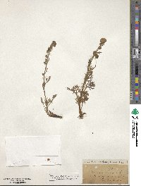 Artemisia norvegica image