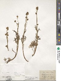 Artemisia norvegica image