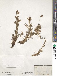 Artemisia norvegica image