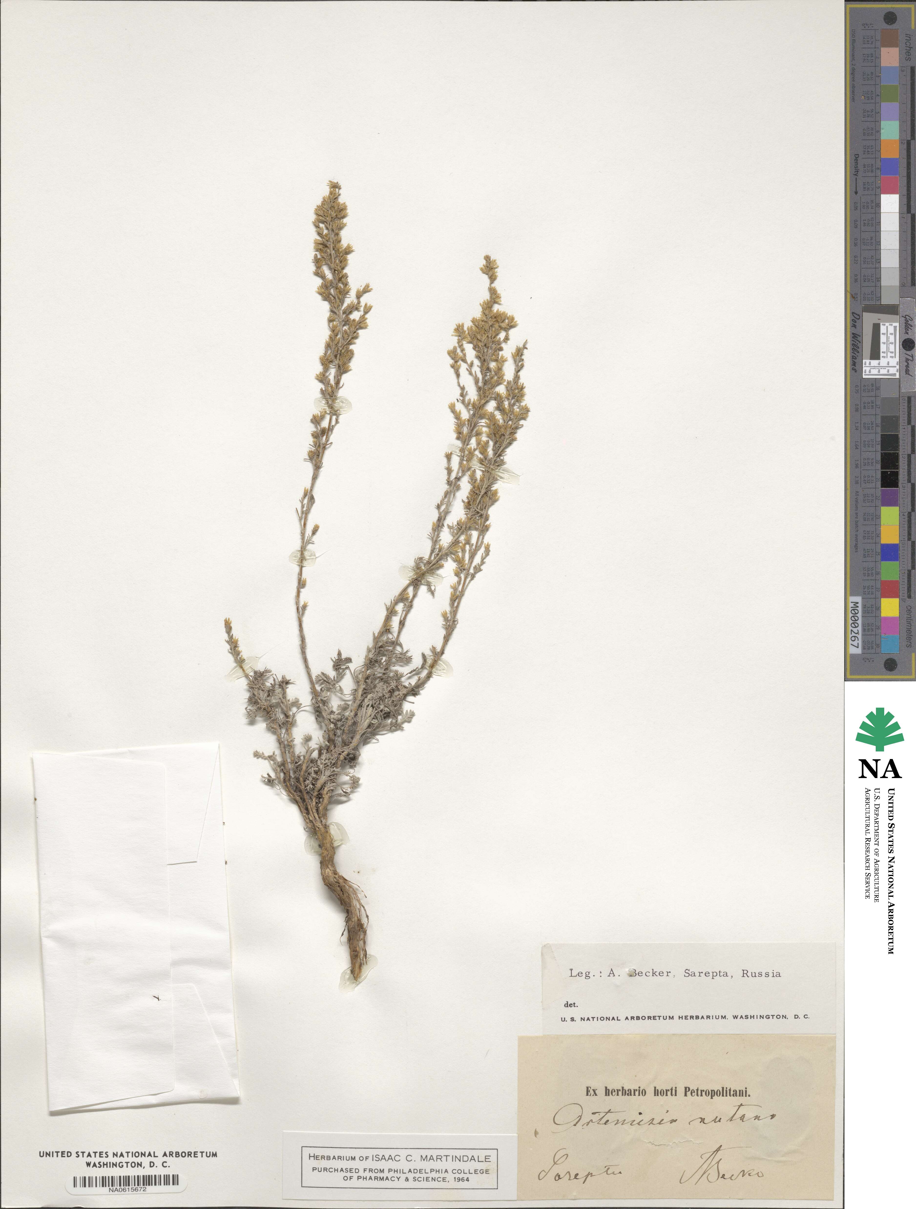 Artemisia nutans image