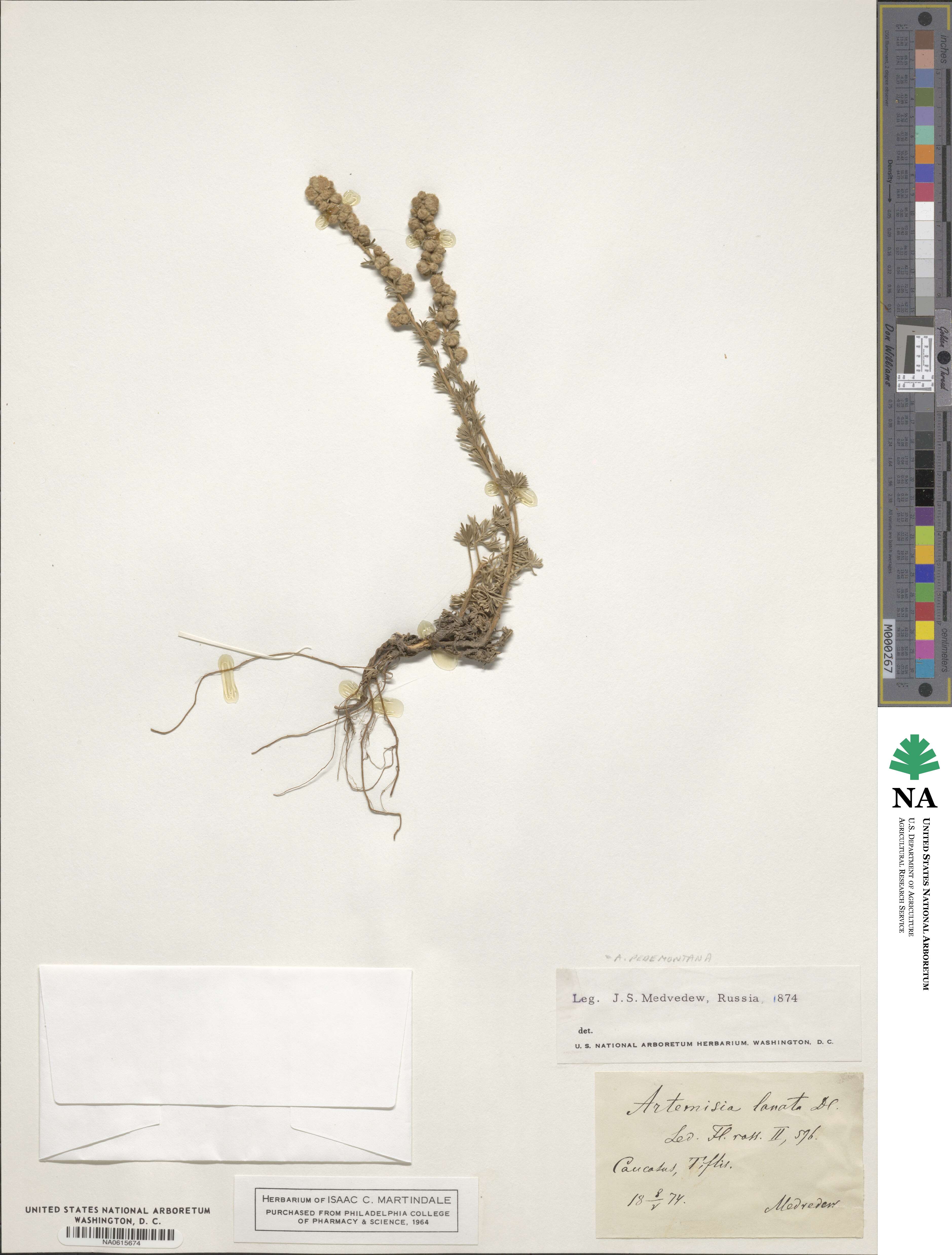 Artemisia pedemontana image