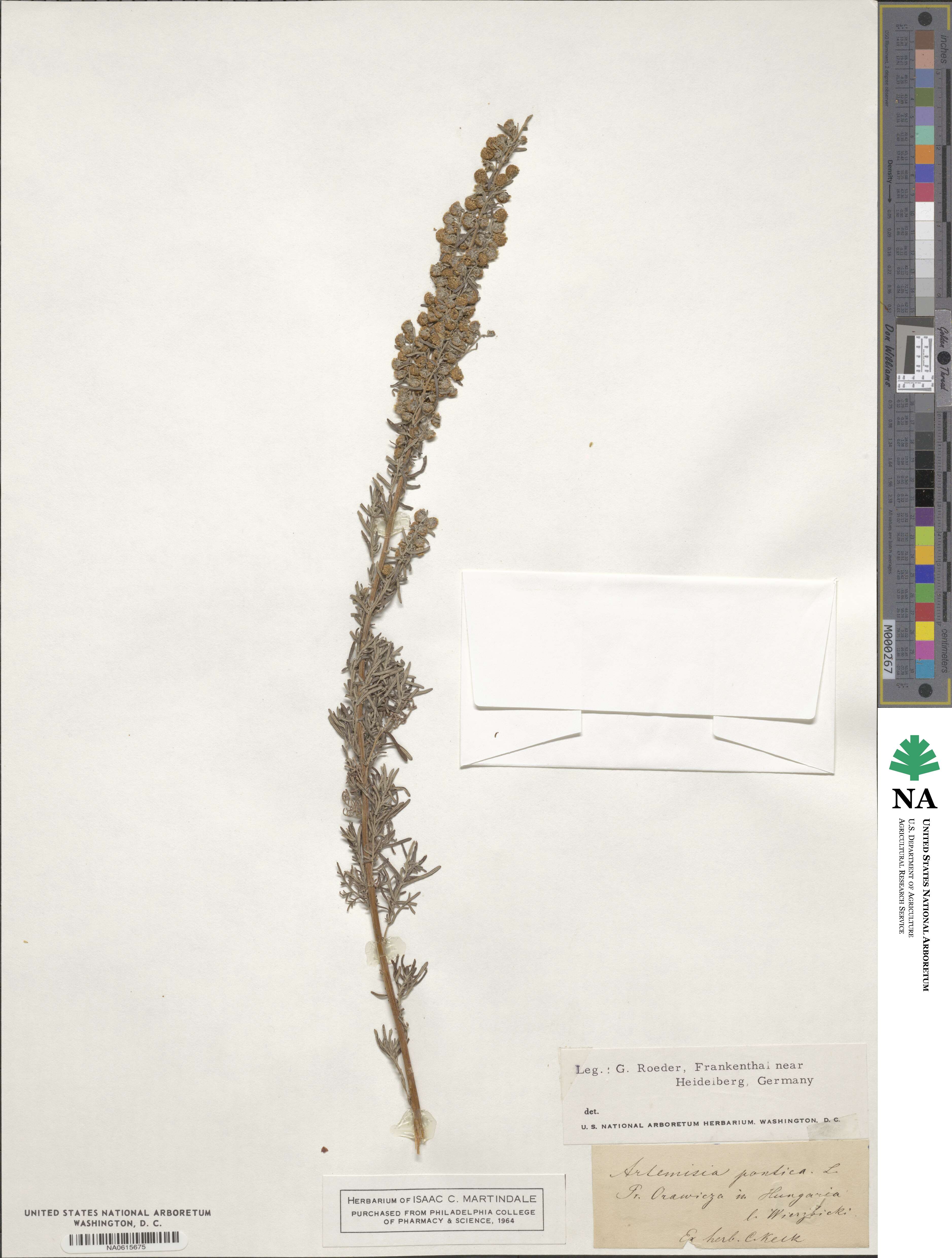 Artemisia pontica image