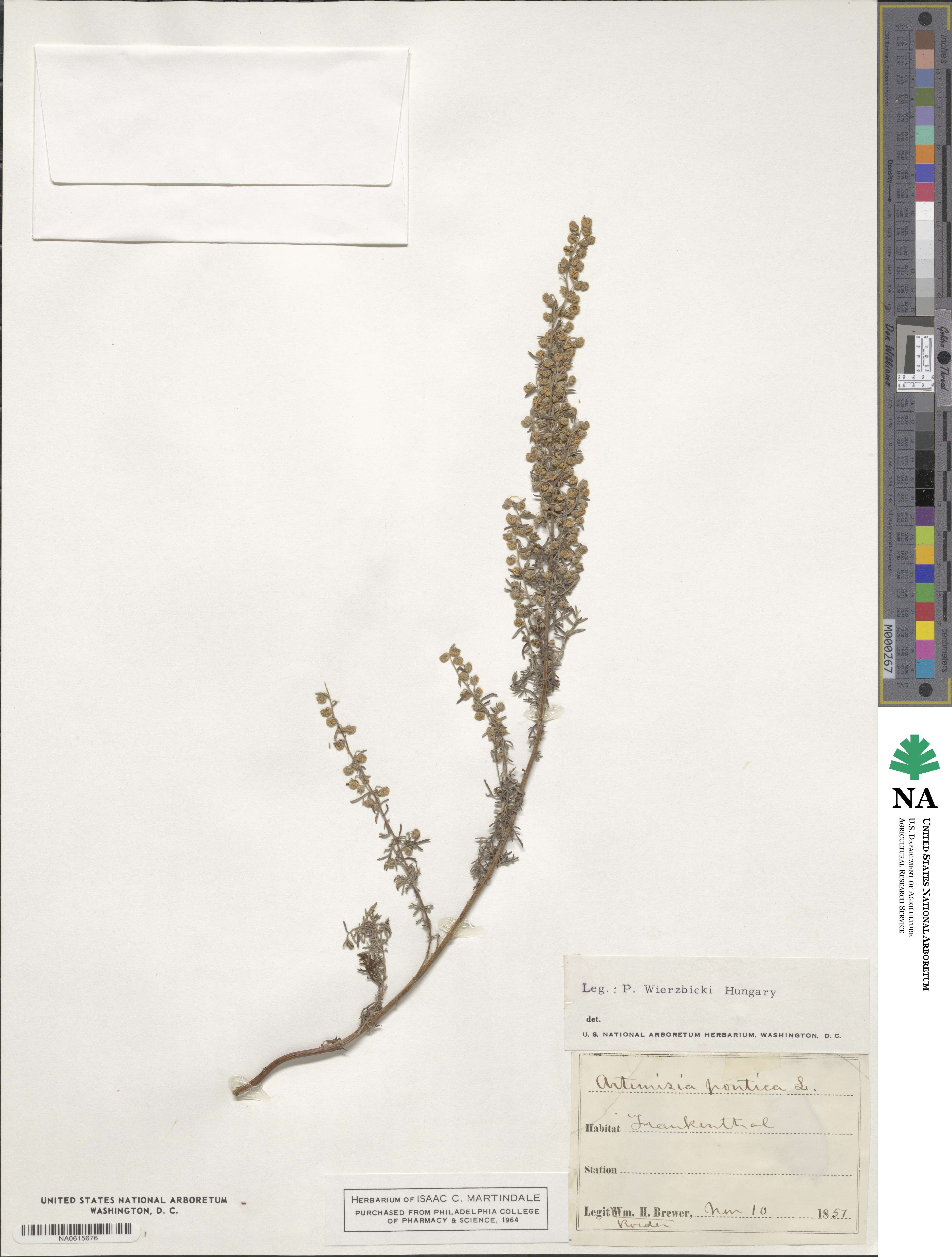 Artemisia pontica image