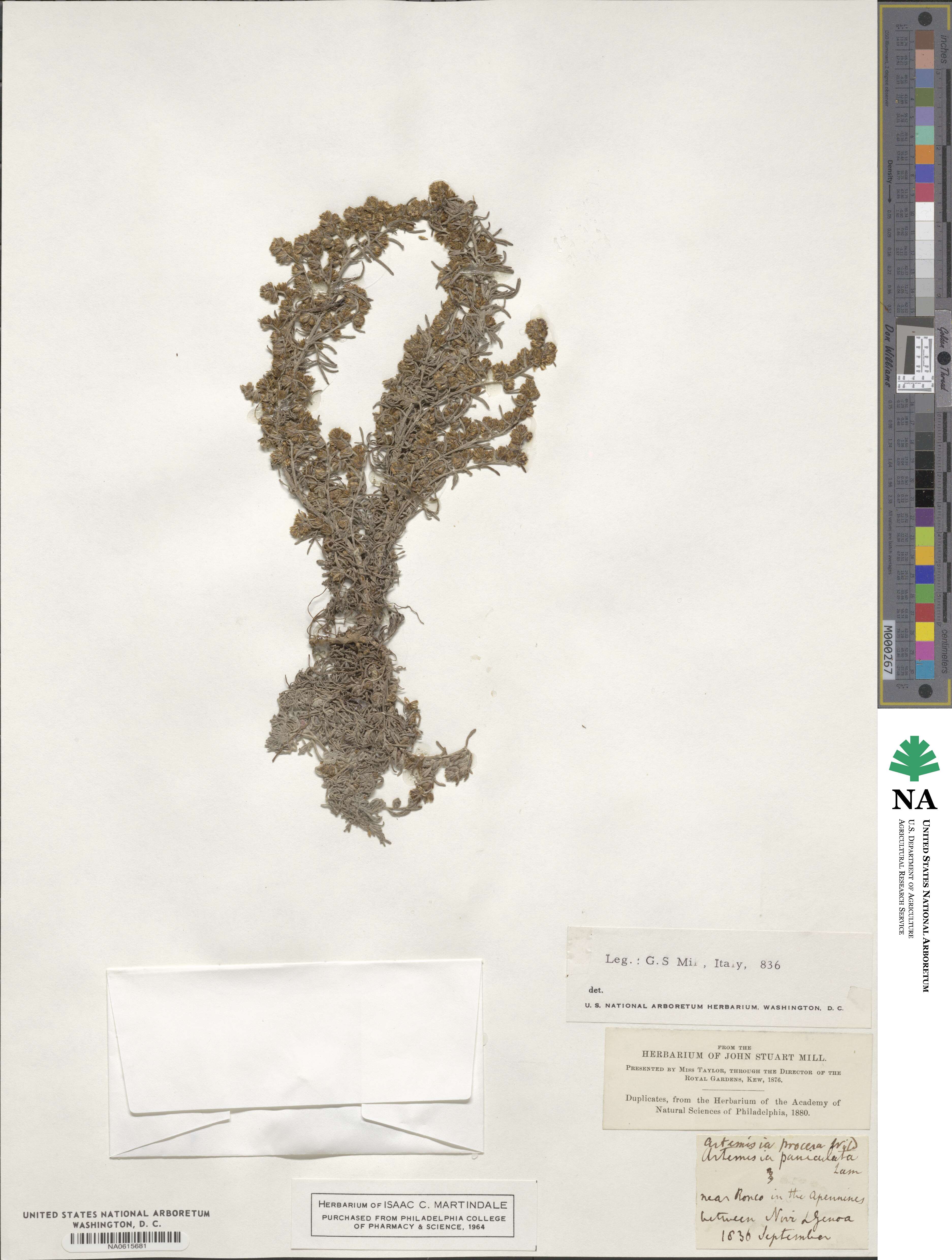 Artemisia procera image