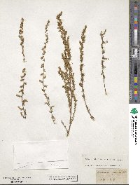 Artemisia procera image