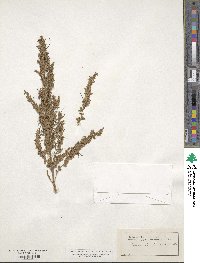 Artemisia procera image