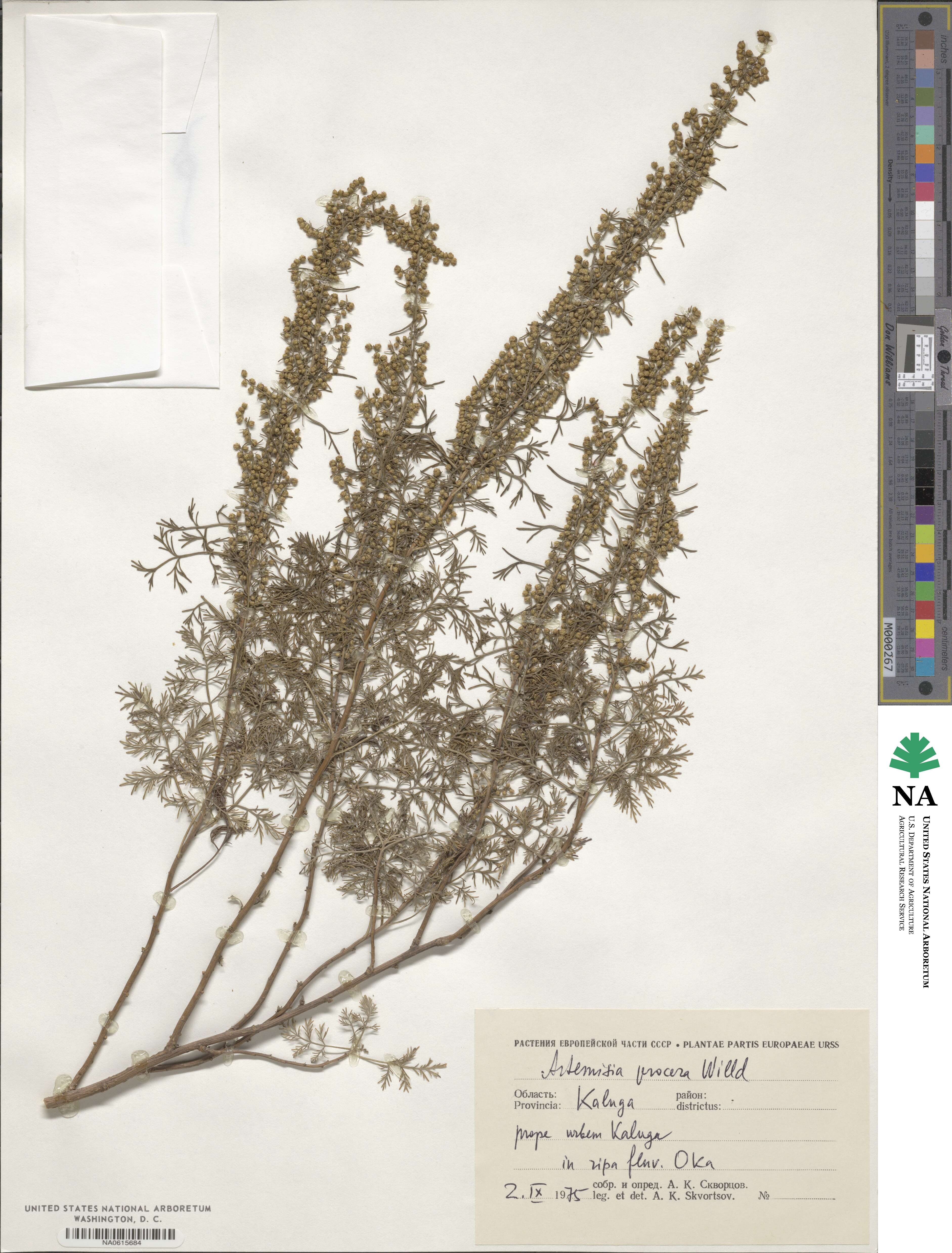 Artemisia procera image