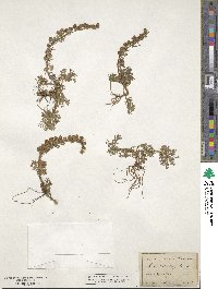 Artemisia rupestris image