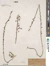 Artemisia rupestris image