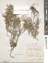 Artemisia caerulescens subsp. caerulescens image