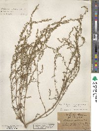 Artemisia scoparia image