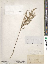 Artemisia scoparia image