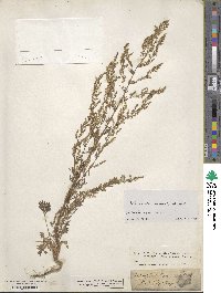 Artemisia scoparia image