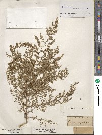 Artemisia scoparia image