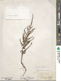 Artemisia scoparia image