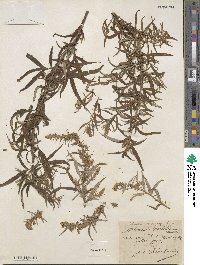 Artemisia selengensis image