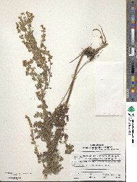 Artemisia tanacetifolia image