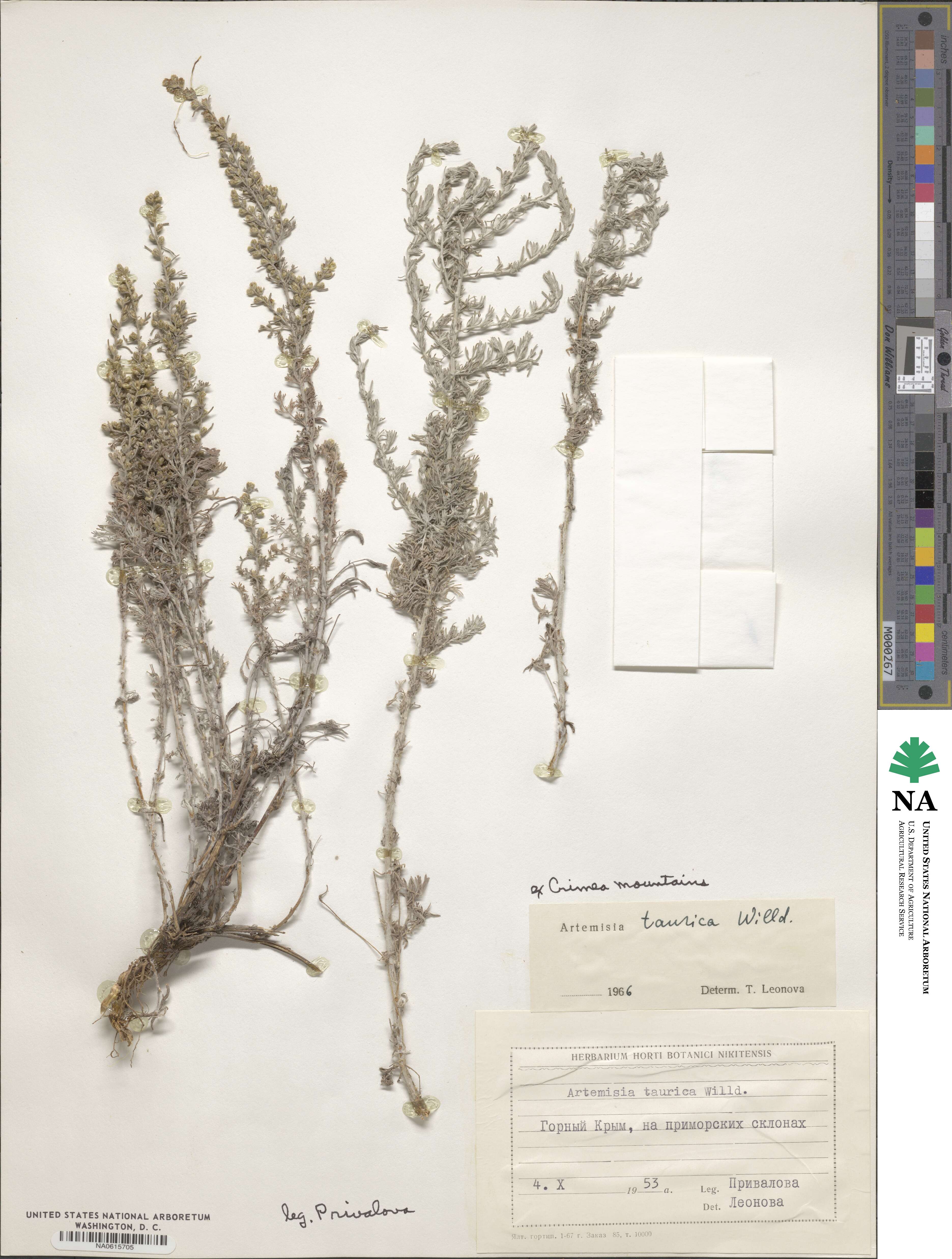 Artemisia taurica image