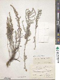 Artemisia taurica image
