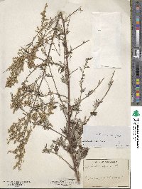 Artemisia vulgaris image