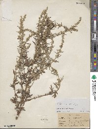 Artemisia vulgaris image