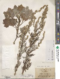 Artemisia vulgaris image