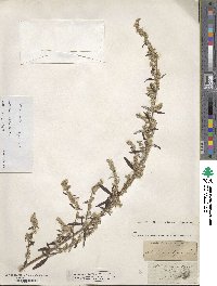 Artemisia vulgaris image