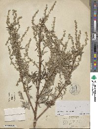 Artemisia vulgaris image