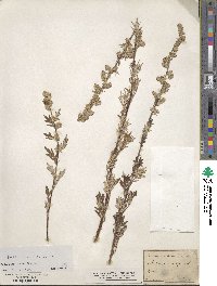 Artemisia vulgaris image