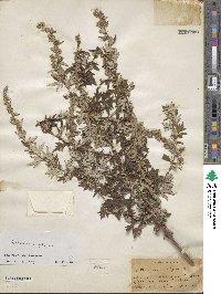 Artemisia vulgaris image