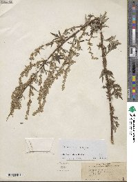 Artemisia vulgaris image