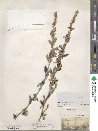 Artemisia vulgaris image