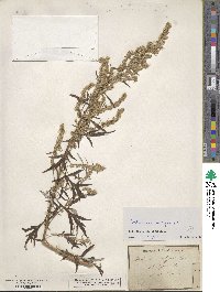 Artemisia vulgaris image