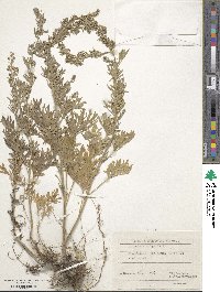 Artemisia vulgaris image