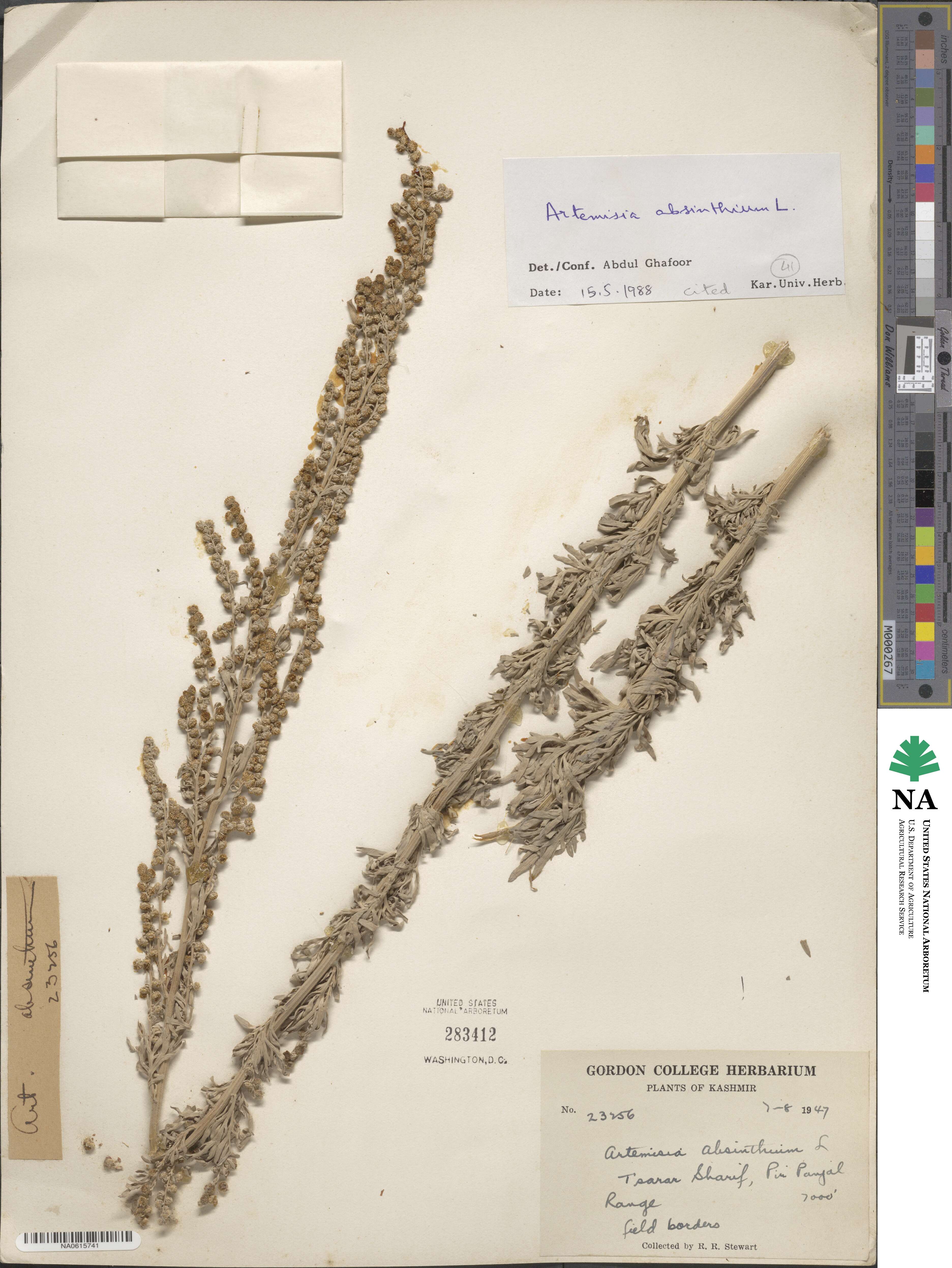 Artemisia absinthium image