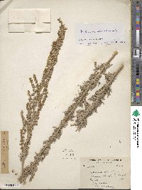 Artemisia absinthium image