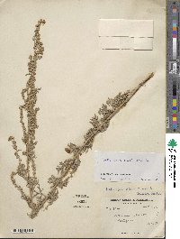 Artemisia absinthium image