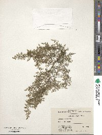 Artemisia annua image