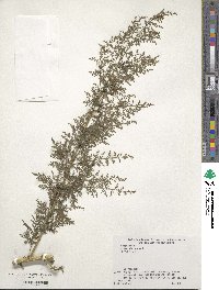 Artemisia annua image