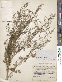 Artemisia annua image