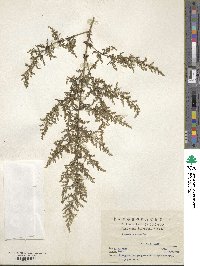 Artemisia annua image