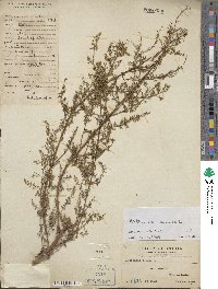 Artemisia annua image