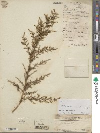 Artemisia annua image